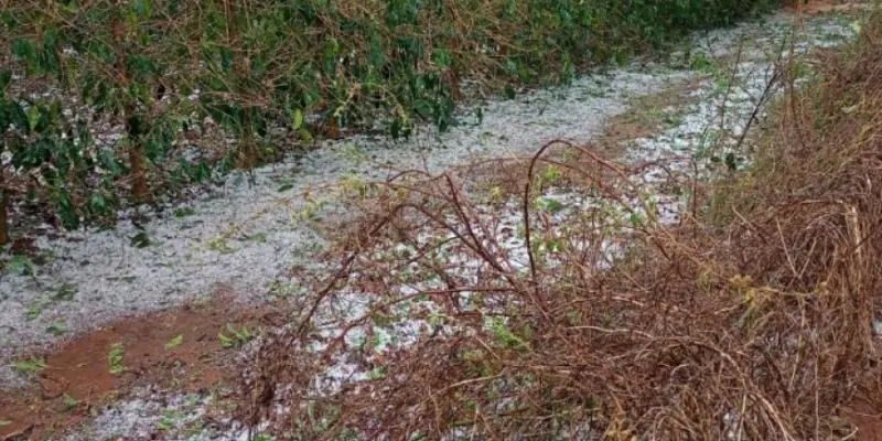 Prejuízos por chuva e granizo: veja o que o produtor deve fazer para comprovar perdas
