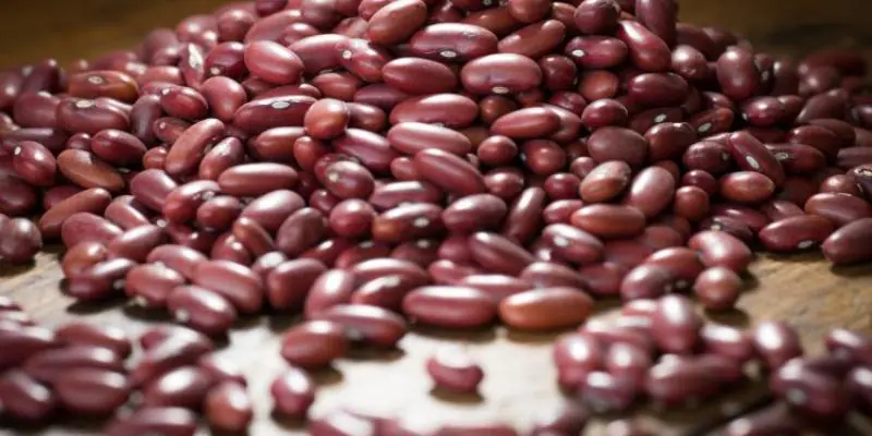 Produção de feijão cresce em Minas e sustenta liderança no Sudeste