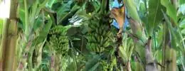 Produção de frutas avança na Zona da Mata