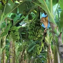 Produção de frutas avança na Zona da Mata