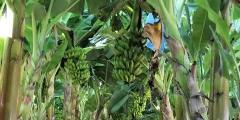 Produção de frutas avança na Zona da Mata