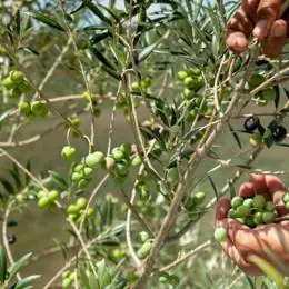 Recorde na produção mineira de azeite