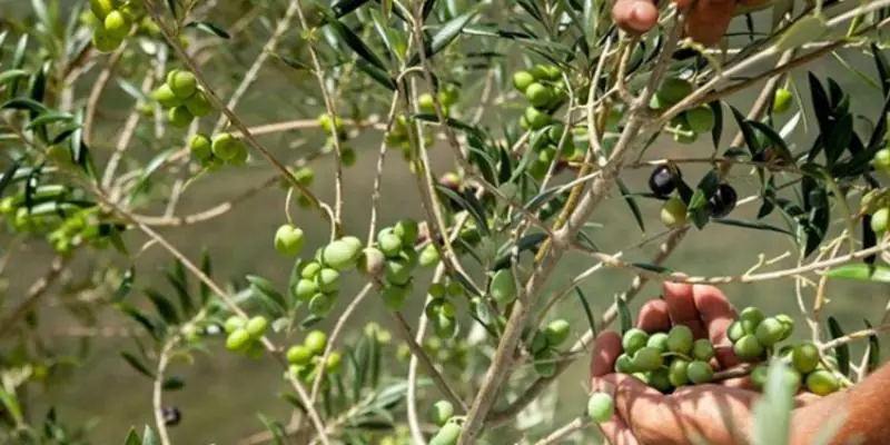 Recorde na produção mineira de azeite