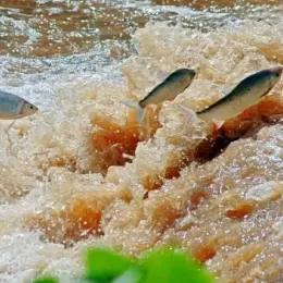 Rio Mucuri: Período de defeso da Piracema iniciou hoje