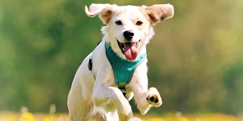 Sabia que pulgas podem transmitir doenças parasitárias aos pets?