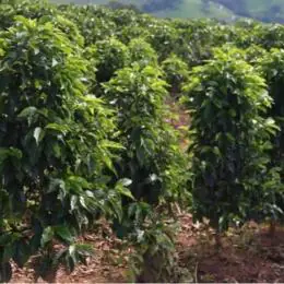 Saca de café mineiro alcança R$ 90 mil