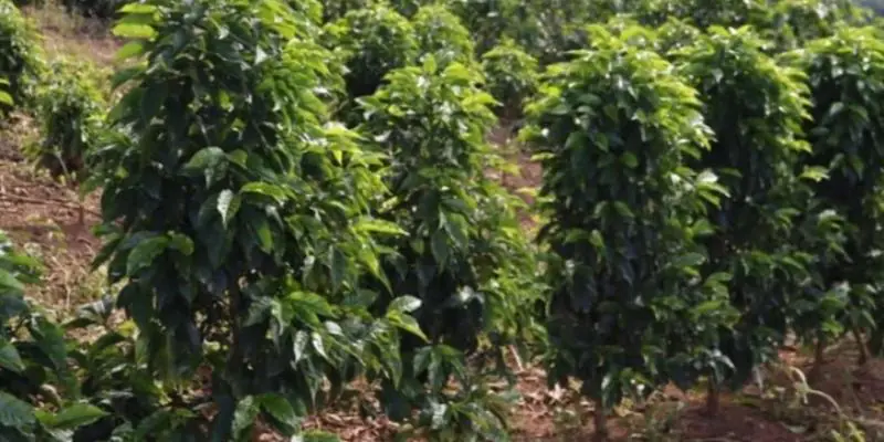 Saca de café mineiro alcança R$ 90 mil