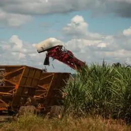 Safra maior de cana amplia oferta de etanol e pressiona preços