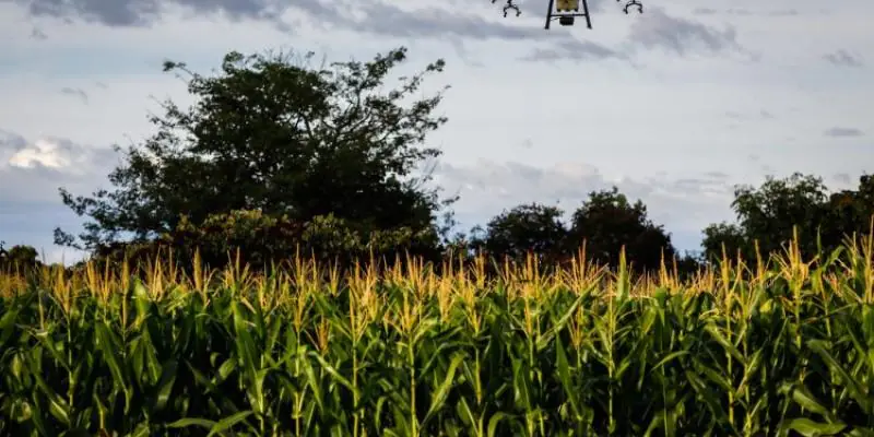 Senar Play bate recorde de matrículas e acessos em Minas Gerais