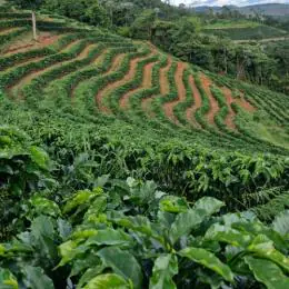 Sistema Faemg Senar promove cafés mineiros