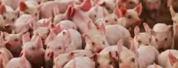 Suinocultura mineira enfrenta prejuízos