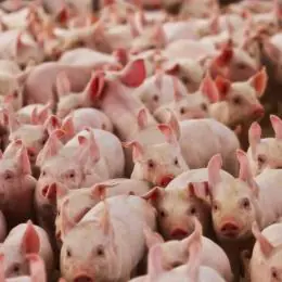 Suinocultura mineira enfrenta prejuízos
