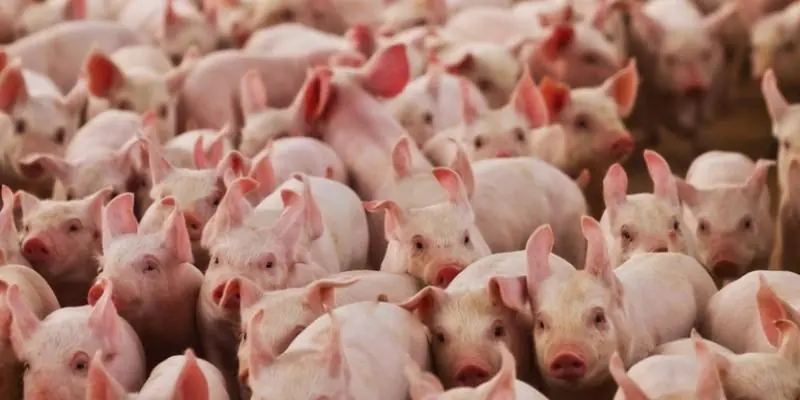 Suinocultura mineira enfrenta prejuízos