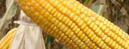 Triângulo se destaca na produção de milho