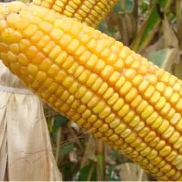 Triângulo se destaca na produção de milho